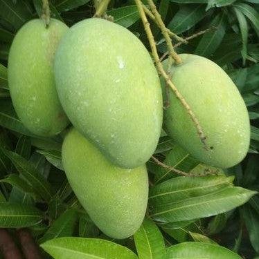 Mango Banganpalli